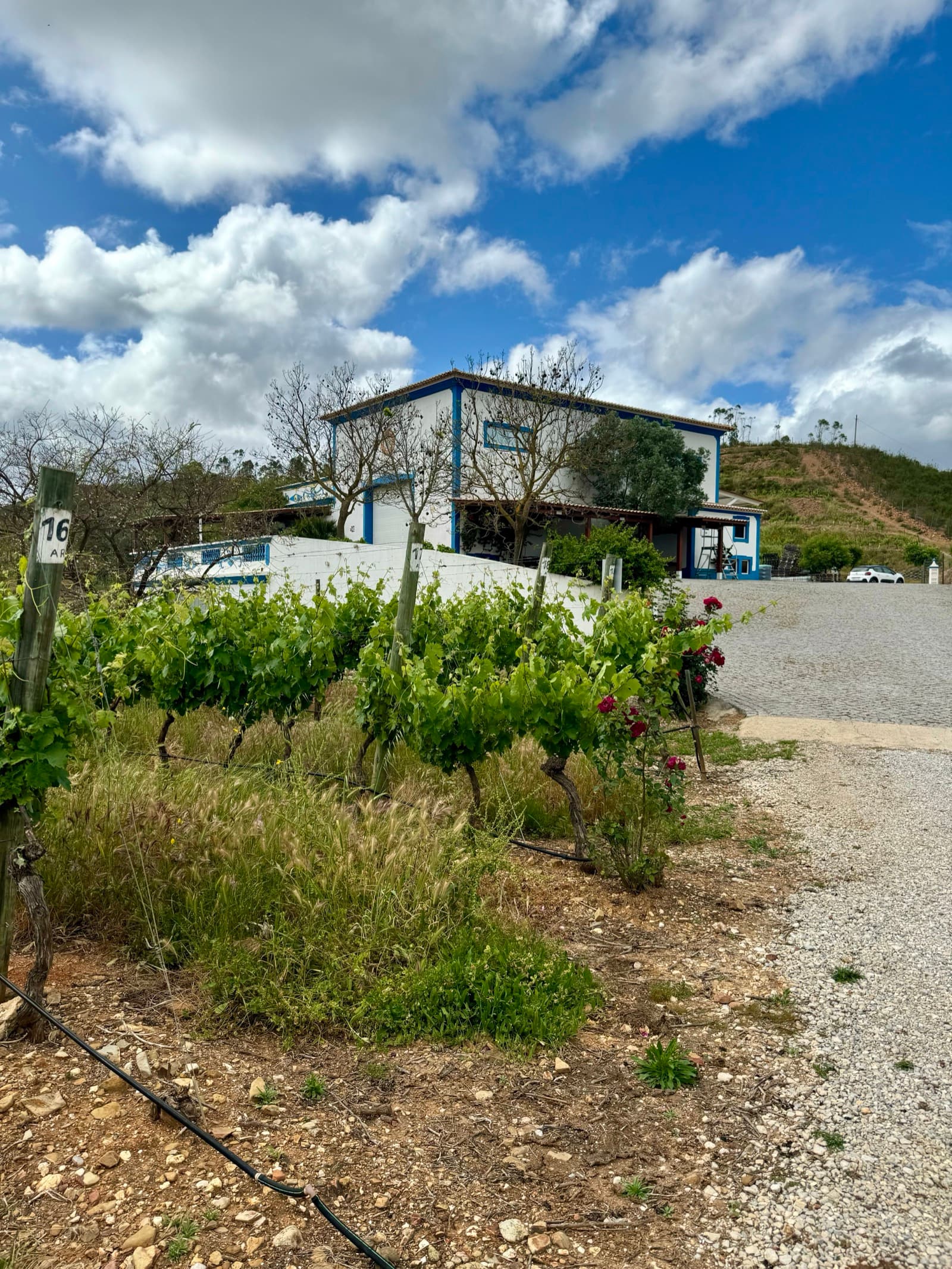 Carvoeiro — photo 3