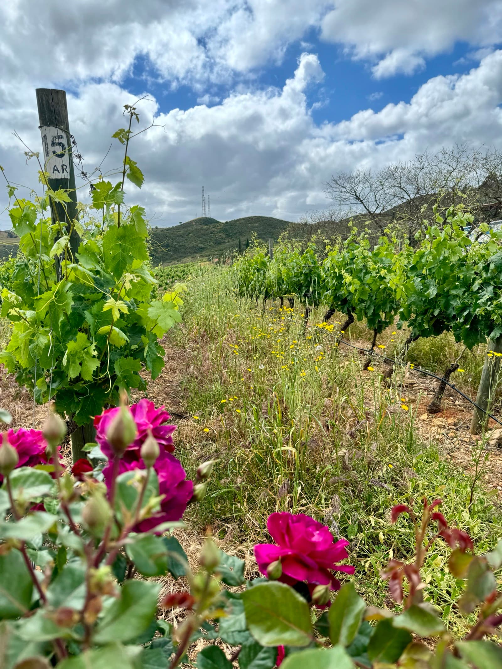 Quinta do Francês