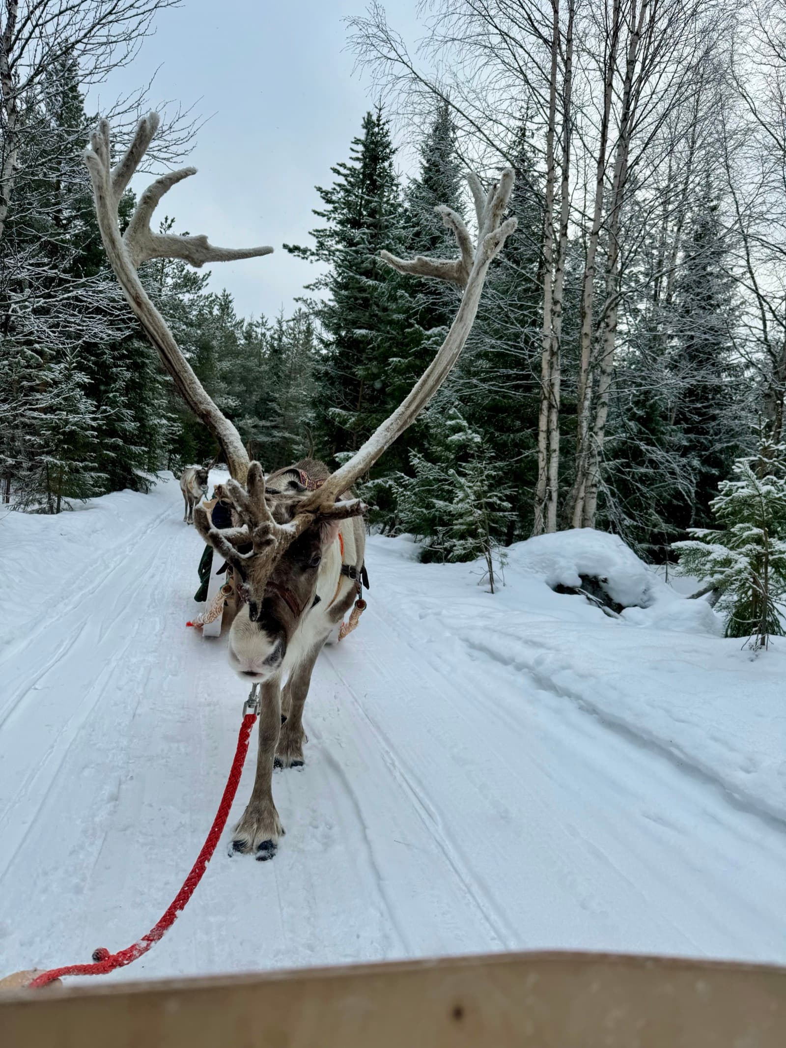 Reindeer safari
