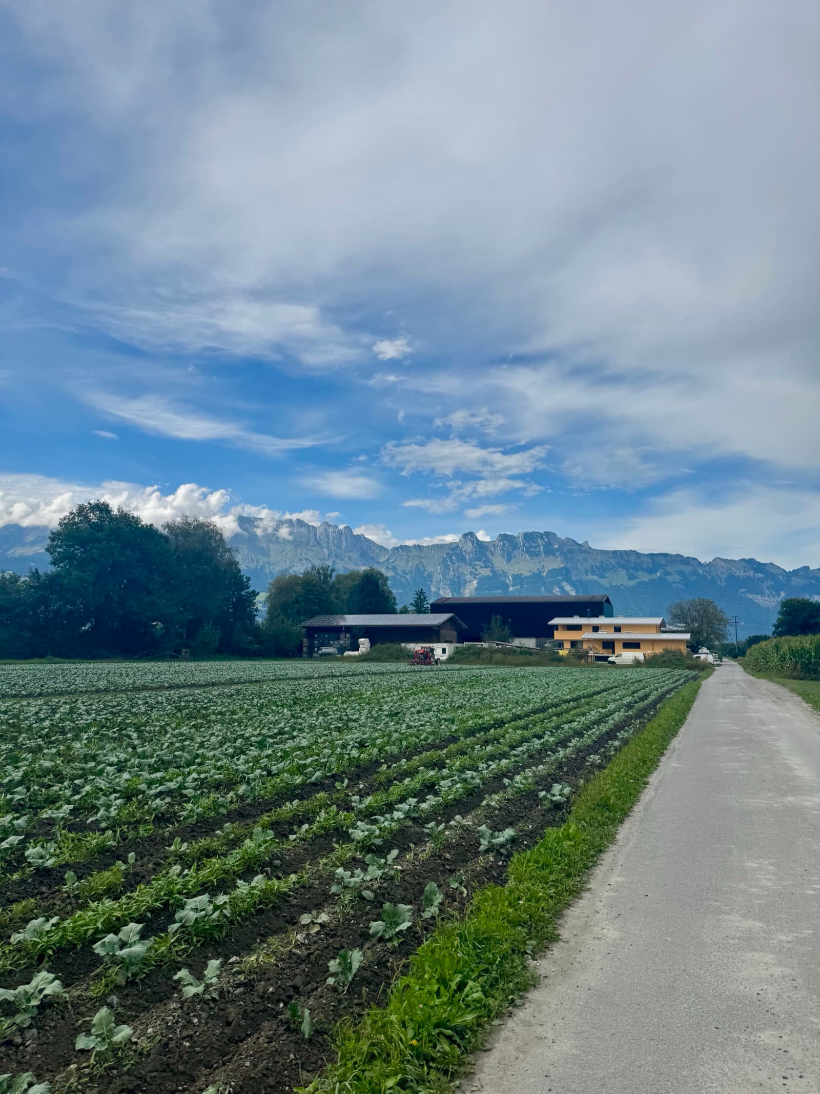 The Rhine cycle path